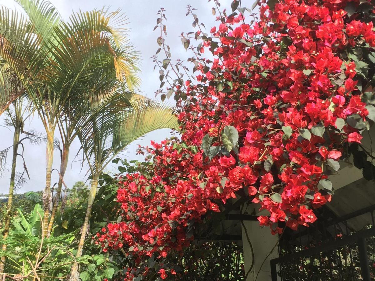 Habitacion Las Bromelias, Pijao, Finca Flora Del Rio エクステリア 写真